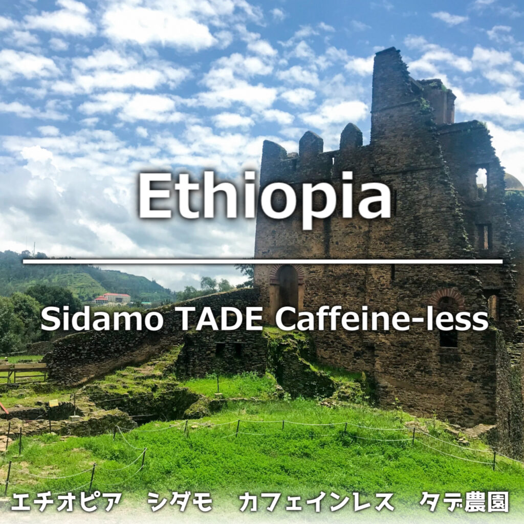 エチオピア　シダモ　カフェインレス　タデ農園